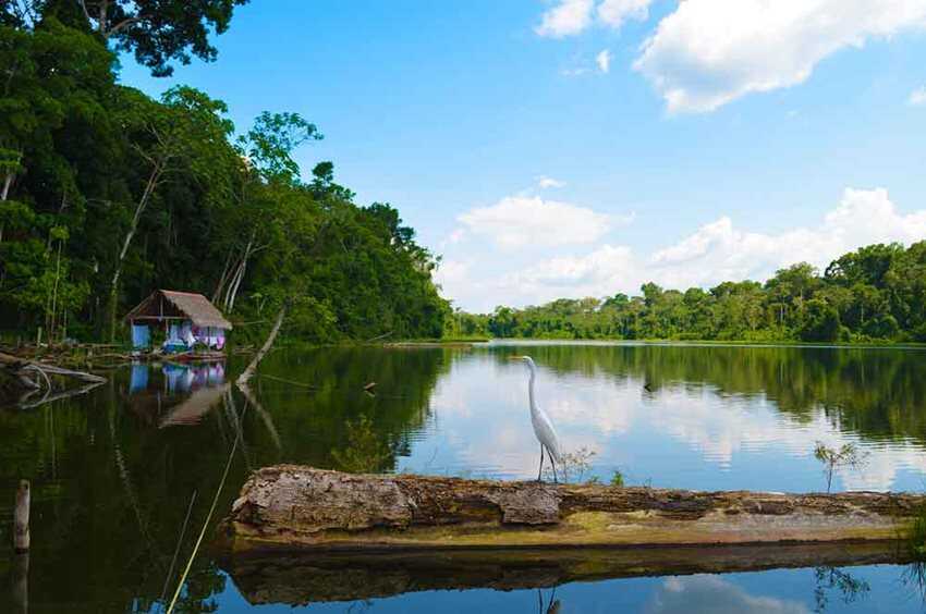 En esta ocasión los invitamos a visitar y que encuentren la magia y belleza que tiene el corredor de Selva. Foto: Garza Amazónica. Mary Janeth Giraldo Guerra. Lago Marasha, Amazonas.